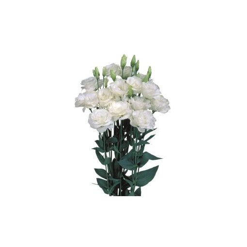 Lisianthus (eustoma) grandiflorum mariachi ii pure white