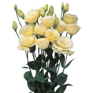 Lisianthus (eustoma) grandiflorum mariachi ii yellow