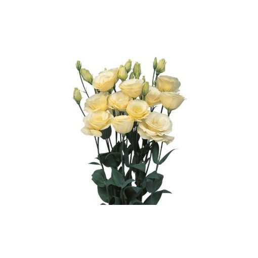 Lisianthus (eustoma) grandiflorum mariachi ii yellow