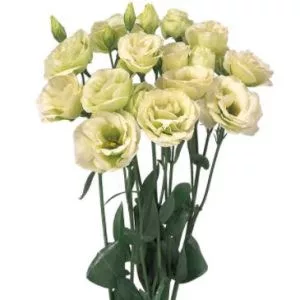Lisianthus (eustoma) rosita ii green