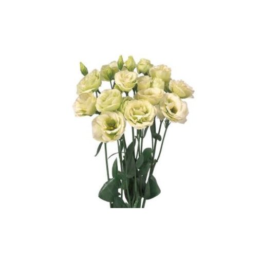 Lisianthus (eustoma) rosita ii green