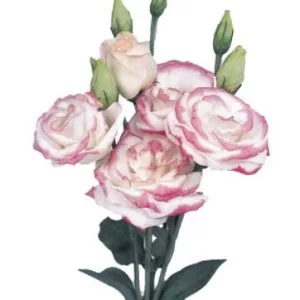 Lisianthus (eustoma) rosita ii hot lips