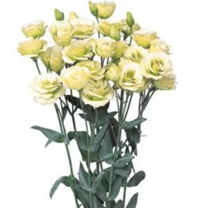 Lisianthus (eustoma) rosita ii jade