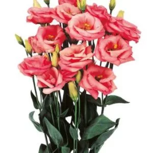 Lisianthus (eustoma) rosita ii pink