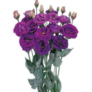 Lisianthus (eustoma) rosita ii purple