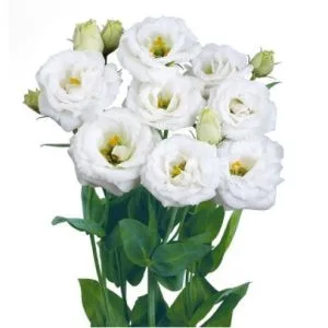 Lisianthus (eustoma) rosita ii white