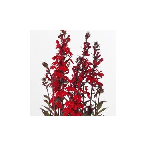 Lobelia speciosa starship scarlet bronze leaf