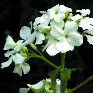 Lunaria annua (biennis) alba