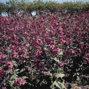 Lunaria annua (biennis) violet
