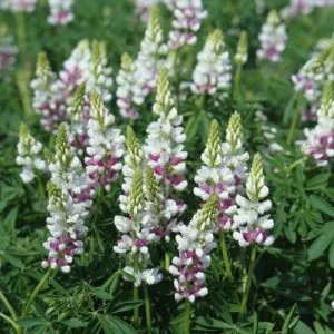 Lupinus elegans pink fairy