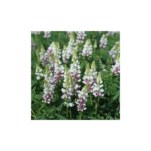 Lupinus elegans pink fairy