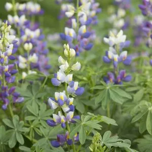 Lupinus mutabilis var. cruckshankii javelin blue