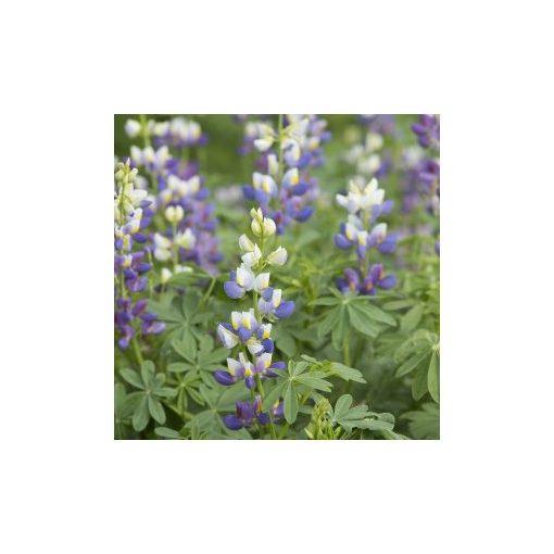 Lupinus mutabilis var. cruckshankii javelin blue