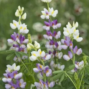 Lupinus mutabilis var. cruckshankii javelin lilac