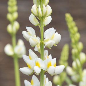 Lupinus mutabilis var. cruckshankii javelin white