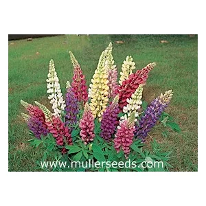 Lupinus polyphyllus gallery mixture