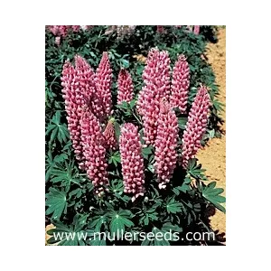 Lupinus polyphyllus gallery pink bicolor