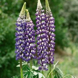 Lupinus polyphyllus russel the governor
