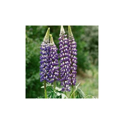 Lupinus polyphyllus russel the governor