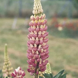 Lupinus polyphyllus russell the chateleine