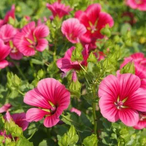 Malope trifida vulcan