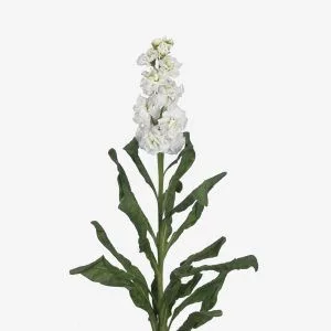 Matthiola incana arrow white