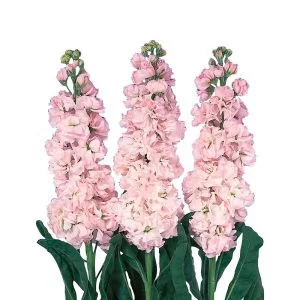 Matthiola incana early iron cherry blossom
