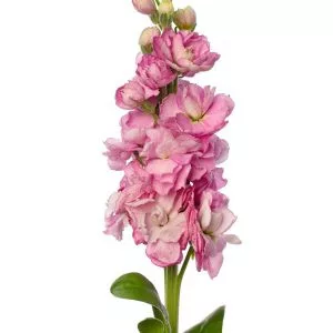 Matthiola incana early iron pink