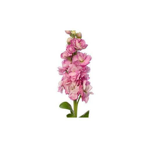 Matthiola incana early iron pink