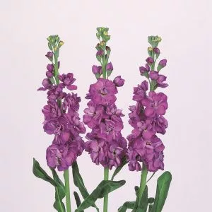 Matthiola incana iron blue