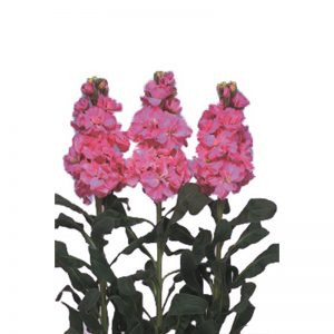 Matthiola incana iron deep pink