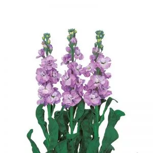 Matthiola incana iron marine
