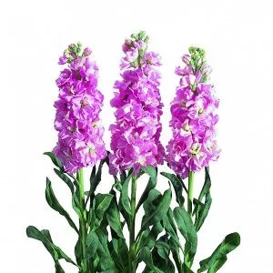 Matthiola incana iron pink