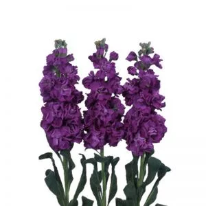 Matthiola incana iron purple