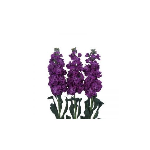 Matthiola incana iron purple