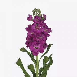 Matthiola incana iron rose