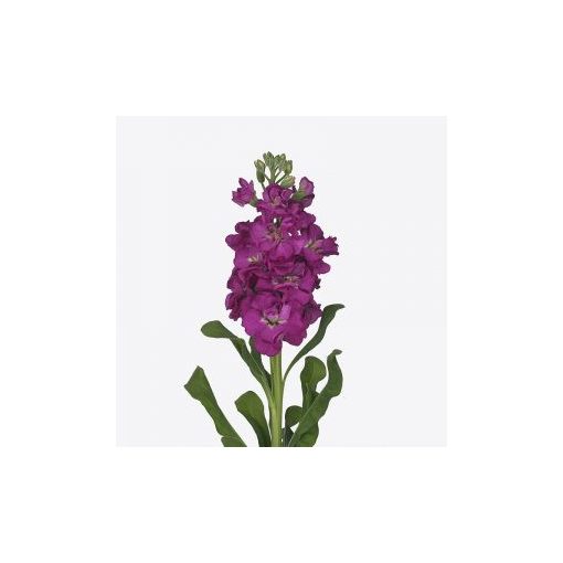 Matthiola incana iron rose