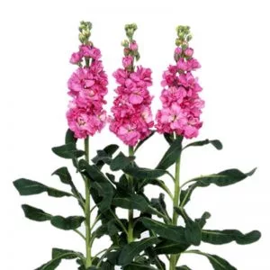 Matthiola incana iron rose pink