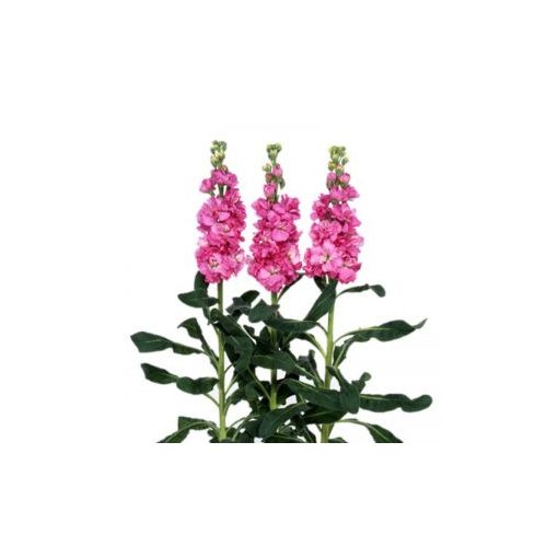 Matthiola incana iron rose pink