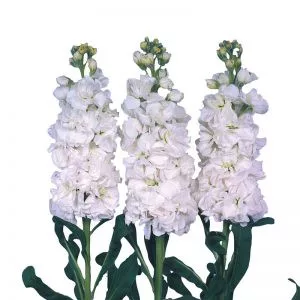 Matthiola incana iron white