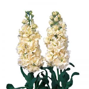 Matthiola incana iron yellow