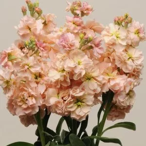 Matthiola incana katz apricot