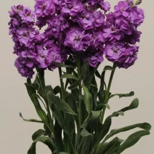Matthiola incana katz blue