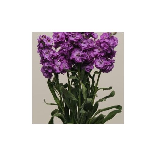 Matthiola incana katz blue