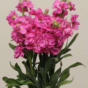 Matthiola incana katz bright rose