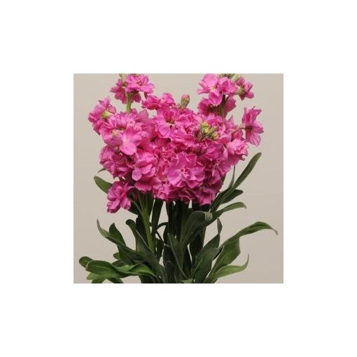 Matthiola incana katz bright rose