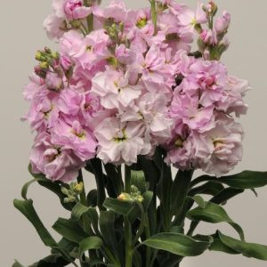 Matthiola incana katz cherry blossom