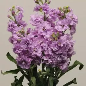 Matthiola incana katz light lavender
