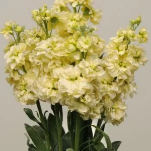 Matthiola incana katz yellow