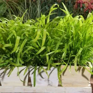 Milium effusum aureum